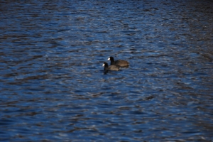 American Coots, March 2012-kp