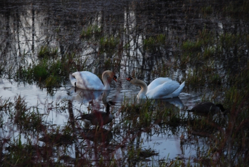 Mute Swans, Cootes Paradise, KP-Apr 2013