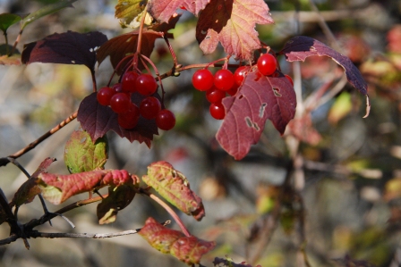 Fall Berries, KP