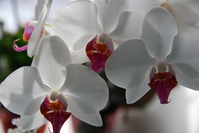Orchids on my Desk-KP-Mar2014