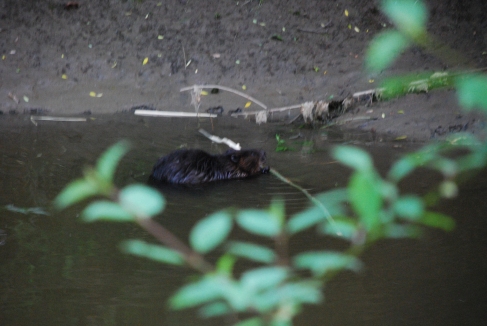 Beaver in Spencer Creek, June 2014-KP