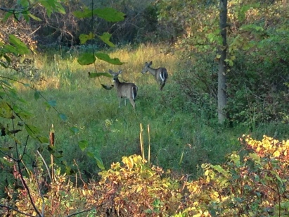 Deer in Conservation Area - KP